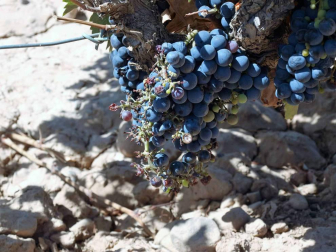 Jabalíes y conejos han aumentado los pagos por caños en cultivos en la Ribera de Navarra.