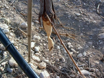 Jabalíes y conejos han aumentado los pagos por caños en cultivos en la Ribera de Navarra.