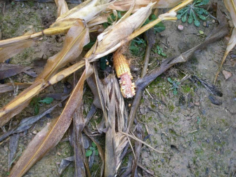 Jabalíes y conejos han aumentado los pagos por caños en cultivos en la Ribera de Navarra.
