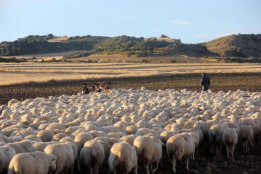 Imágenes de la entradas de las ovejas a las Bardenas Reales en un homenaje a trashumancia.