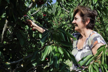 Cultivo de cerezas en Milagro y en el valle de Echauri.