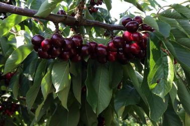 Cultivo de cerezas en Milagro y en el valle de Echauri.