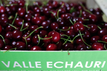 Cultivo de cerezas en Milagro y en el valle de Echauri.