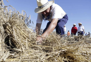 Miranda de Arga es un pueblo de tradición agrícola, pero hoy sólo seis vecinos se dedican en exclusiva a esta actividad. La localidad celebró ayer la XVIII edición de su Día del Mundo Rural para preservar una forma de trabajar de siglos.