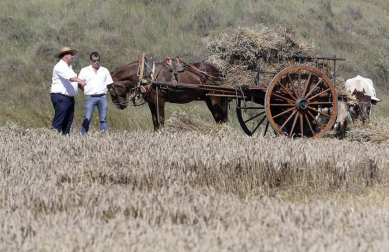 Miranda de Arga es un pueblo de tradición agrícola, pero hoy sólo seis vecinos se dedican en exclusiva a esta actividad. La localidad celebró ayer la XVIII edición de su Día del Mundo Rural para preservar una forma de trabajar de siglos.