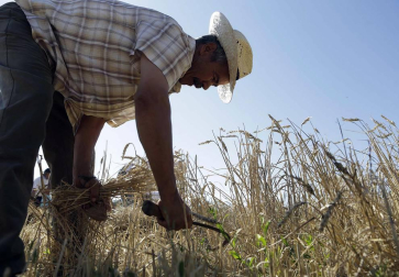 Miranda de Arga es un pueblo de tradición agrícola, pero hoy sólo seis vecinos se dedican en exclusiva a esta actividad. La localidad celebró ayer la XVIII edición de su Día del Mundo Rural para preservar una forma de trabajar de siglos.