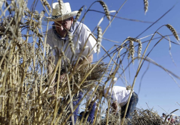 Miranda de Arga es un pueblo de tradición agrícola, pero hoy sólo seis vecinos se dedican en exclusiva a esta actividad. La localidad celebró ayer la XVIII edición de su Día del Mundo Rural para preservar una forma de trabajar de siglos.