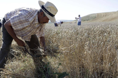 Miranda de Arga es un pueblo de tradición agrícola, pero hoy sólo seis vecinos se dedican en exclusiva a esta actividad. La localidad celebró ayer la XVIII edición de su Día del Mundo Rural para preservar una forma de trabajar de siglos.