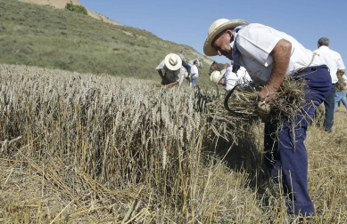 Miranda de Arga es un pueblo de tradición agrícola, pero hoy sólo seis vecinos se dedican en exclusiva a esta actividad. La localidad celebró ayer la XVIII edición de su Día del Mundo Rural para preservar una forma de trabajar de siglos.