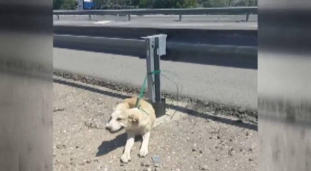 Abandonan en Córdoba a un perro atado a un guardarraíl