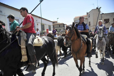 Fiesta de la trashumancia en el Día de la Vaca Brava en Larraga