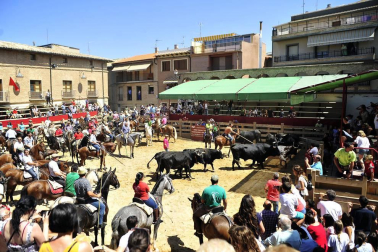 Fiesta de la trashumancia en el Día de la Vaca Brava en Larraga