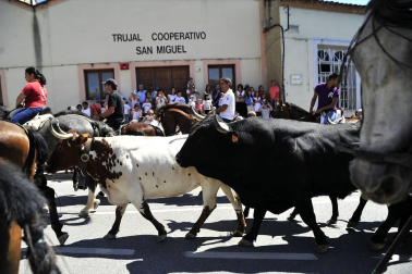 Fiesta de la trashumancia en el Día de la Vaca Brava en Larraga