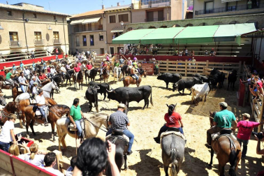 Fiesta de la trashumancia en el Día de la Vaca Brava en Larraga