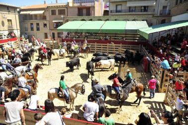 Fiesta de la trashumancia en el Día de la Vaca Brava en Larraga