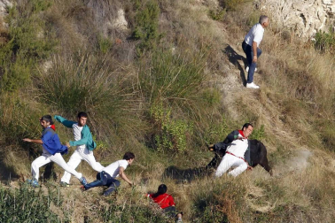 Imágenes del último encierro del Pilón de Falces, en el que un joven ha resultado herido grave.
