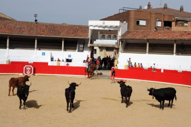 Una nueva cita gastronómica se estrenó el 26 de agosto en Peralta con la celebración del I Día del Cucón. Mil kilos de este pimiento, típico de la localidad y sus alrededores, fueron degustados por vecinos y visitantes gracias a la iniciativa de Verduras y Hortalizas J. Aurelio, encargados de asar, pelar y servir este inconfundible 'cucón', también conocido como pimiento de tres caras. La cita contó también con demostración de trashumancia, pregón, talleres infantiles, actuación de la comparsa y concierto homenaje a los 30 años del grupo Brasa rock.