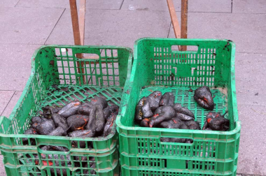 Una nueva cita gastronómica se estrenó el 26 de agosto en Peralta con la celebración del I Día del Cucón. Mil kilos de este pimiento, típico de la localidad y sus alrededores, fueron degustados por vecinos y visitantes gracias a la iniciativa de Verduras y Hortalizas J. Aurelio, encargados de asar, pelar y servir este inconfundible 'cucón', también conocido como pimiento de tres caras. La cita contó también con demostración de trashumancia, pregón, talleres infantiles, actuación de la comparsa y concierto homenaje a los 30 años del grupo Brasa rock.