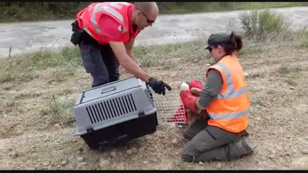 Recogida del buitre atropellado por una caravana