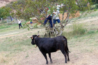 Imágenes del tradicional festejo taurino en la edición de 2017.
