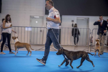 Más de 400 perros compitieron ayer en la XXXI Exposición Nacional Canina de Navarra y en la XXV Internacional que tuvo lugar en recinto ferial Refena