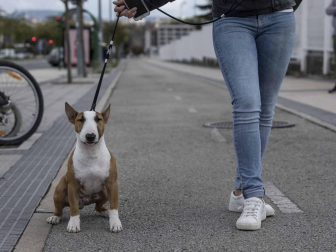 Más de 400 perros compitieron ayer en la XXXI Exposición Nacional Canina de Navarra y en la XXV Internacional que tuvo lugar en recinto ferial Refena