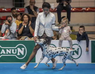 Más de 400 perros compitieron ayer en la XXXI Exposición Nacional Canina de Navarra y en la XXV Internacional que tuvo lugar en recinto ferial Refena