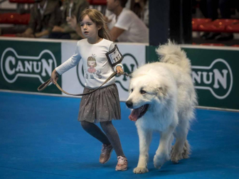 Más de 400 perros compitieron ayer en la XXXI Exposición Nacional Canina de Navarra y en la XXV Internacional que tuvo lugar en recinto ferial Refena