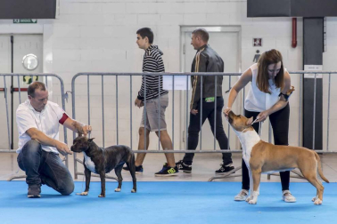 Más de 400 perros compitieron ayer en la XXXI Exposición Nacional Canina de Navarra y en la XXV Internacional que tuvo lugar en recinto ferial Refena