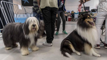 Más de 400 perros compitieron ayer en la XXXI Exposición Nacional Canina de Navarra y en la XXV Internacional que tuvo lugar en recinto ferial Refena