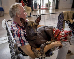Más de 400 perros compitieron ayer en la XXXI Exposición Nacional Canina de Navarra y en la XXV Internacional que tuvo lugar en recinto ferial Refena