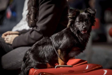 Más de 400 perros compitieron ayer en la XXXI Exposición Nacional Canina de Navarra y en la XXV Internacional que tuvo lugar en recinto ferial Refena