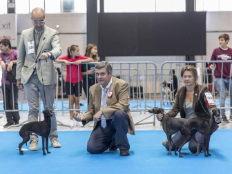 Más de 400 perros compitieron ayer en la XXXI Exposición Nacional Canina de Navarra y en la XXV Internacional que tuvo lugar en recinto ferial Refena
