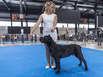 Más de 400 perros compitieron ayer en la XXXI Exposición Nacional Canina de Navarra y en la XXV Internacional que tuvo lugar en recinto ferial Refena