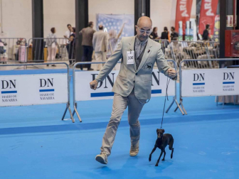 Más de 400 perros compitieron ayer en la XXXI Exposición Nacional Canina de Navarra y en la XXV Internacional que tuvo lugar en recinto ferial Refena