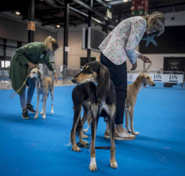 Más de 400 perros compitieron ayer en la XXXI Exposición Nacional Canina de Navarra y en la XXV Internacional que tuvo lugar en recinto ferial Refena