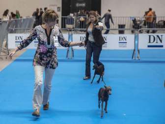 Más de 400 perros compitieron ayer en la XXXI Exposición Nacional Canina de Navarra y en la XXV Internacional que tuvo lugar en recinto ferial Refena