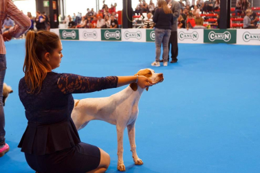 El domingo 10 de septiembre, Refena acogió la XXXI Exposición Nacional Canina de Navarra y la XXV Exposición Internacional Canina de Navarra. Un encuentro con solera para los amantes de estas mascotas que está organizado por la Sociedad Canina de Navarra y que contó con el patrocinio de Piensos Canun.