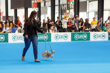 El domingo 10 de septiembre, Refena acogió la XXXI Exposición Nacional Canina de Navarra y la XXV Exposición Internacional Canina de Navarra. Un encuentro con solera para los amantes de estas mascotas que está organizado por la Sociedad Canina de Navarra y que contó con el patrocinio de Piensos Canun.