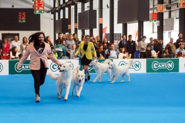 El domingo 10 de septiembre, Refena acogió la XXXI Exposición Nacional Canina de Navarra y la XXV Exposición Internacional Canina de Navarra. Un encuentro con solera para los amantes de estas mascotas que está organizado por la Sociedad Canina de Navarra y que contó con el patrocinio de Piensos Canun.