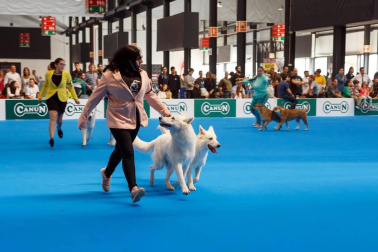 El domingo 10 de septiembre, Refena acogió la XXXI Exposición Nacional Canina de Navarra y la XXV Exposición Internacional Canina de Navarra. Un encuentro con solera para los amantes de estas mascotas que está organizado por la Sociedad Canina de Navarra y que contó con el patrocinio de Piensos Canun.