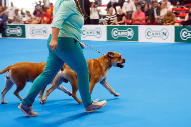 El domingo 10 de septiembre, Refena acogió la XXXI Exposición Nacional Canina de Navarra y la XXV Exposición Internacional Canina de Navarra. Un encuentro con solera para los amantes de estas mascotas que está organizado por la Sociedad Canina de Navarra y que contó con el patrocinio de Piensos Canun.