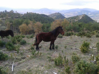 El otoño, retratado por los lectores de Diariodenavarra.es.
