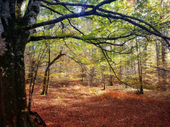 El otoño, retratado por los lectores de Diariodenavarra.es.