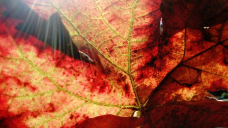 El otoño, retratado por los lectores de Diariodenavarra.es.