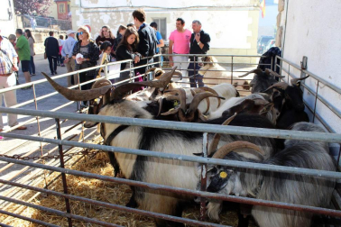 Galería de imágenes del día del pastor en Améscoa