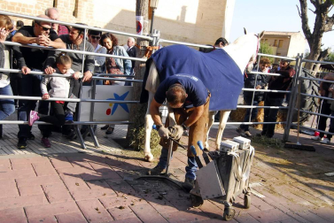 Día del caballo en las Ferias de Marcilla