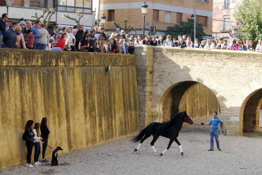 Día del caballo en las Ferias de Marcilla