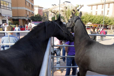 Día del caballo en las Ferias de Marcilla