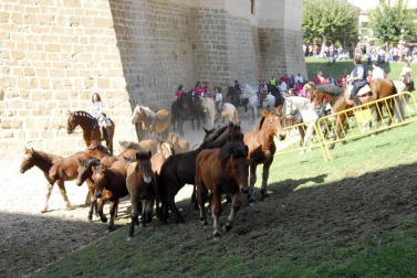 Día del caballo en las Ferias de Marcilla